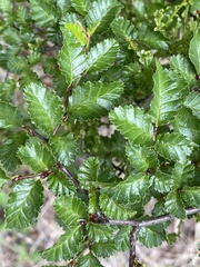 Nothofagus pumilio