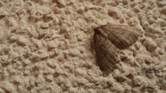 Operophtera