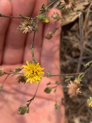 Lessingia germanorum
