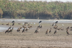 Plectropterus gambensis