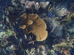 Acropora palmata