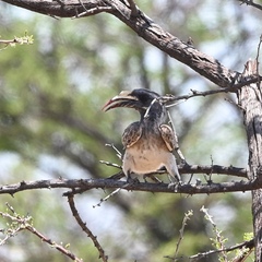 Lophoceros nasutus