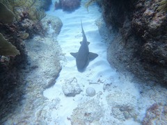 Ginglymostoma cirratum