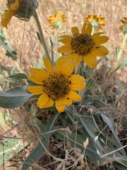 Wyethia angustifolia