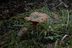 Lactarius aurantiosordidus