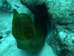 Gymnothorax funebris