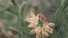 Funastrum hirtellum