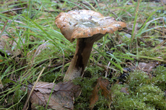 Lactarius aurantiosordidus
