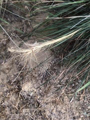 Elymus elymoides