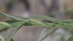 Funastrum hirtellum