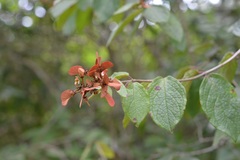 Heteropterys brachiata