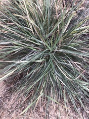 Elymus elymoides