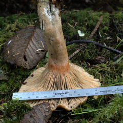 Lactarius aurantiosordidus