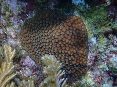 Montastraea cavernosa