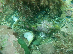 Myoxocephalus