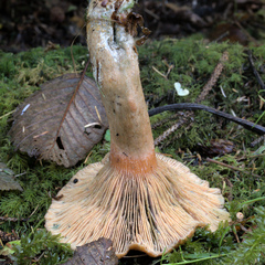 Lactarius aurantiosordidus