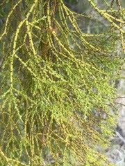 Misodendrum punctulatum