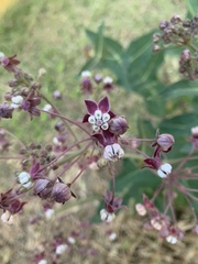 Asclepias cordifolia
