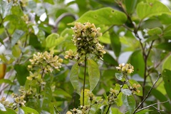 Tetrapterys schiedeana