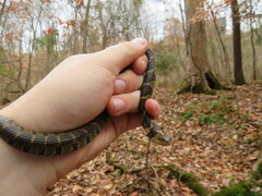 Nerodia sipedon pleuralis