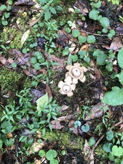 Geastrum triplex