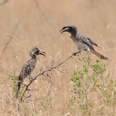 Lophoceros nasutus