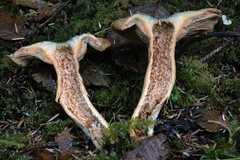 Lactarius aurantiosordidus