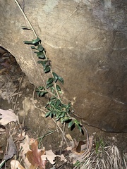 Ligustrum quihoui