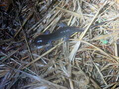 Ambystoma talpoideum