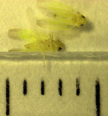 Anzygina agni