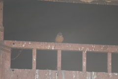 Hirundinea ferruginea