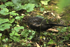 Turdus merula