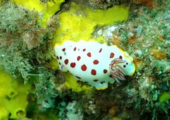 Goniobranchus splendidus
