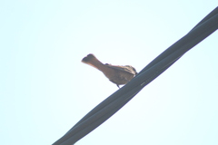 Hirundinea ferruginea