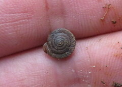 Polygyra cereolus