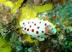 Goniobranchus splendidus