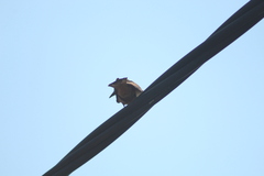 Hirundinea ferruginea