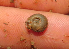 Polygyra cereolus