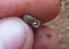 Polygyra cereolus