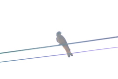 Hirundinea ferruginea