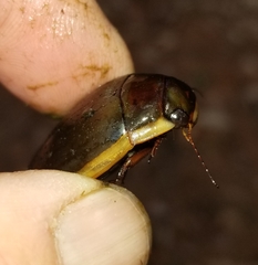 Dytiscus verticalis