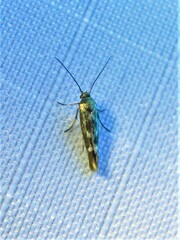 Scythris trivinctella
