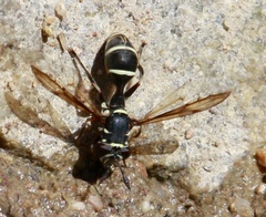 Polybiomyia