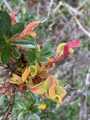 Puccinia magellanica