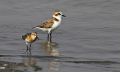 Charadrius alexandrinus