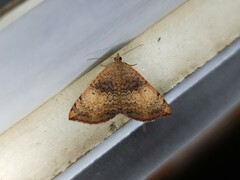 Chrysolarentia mecynata