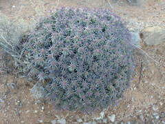 Euphorbia ferox