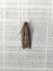Leistarcha scitissimella