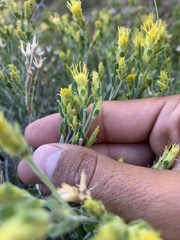 Ericameria discoidea