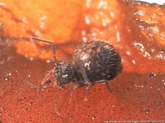 Sminthurus bivittatus